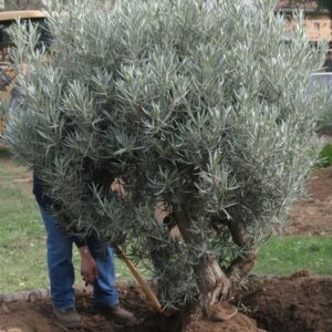 comment planter un olivier en Drôme Isère avec Excelsia