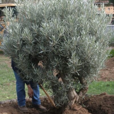 comment planter un olivier en Drôme Isère avec Excelsia