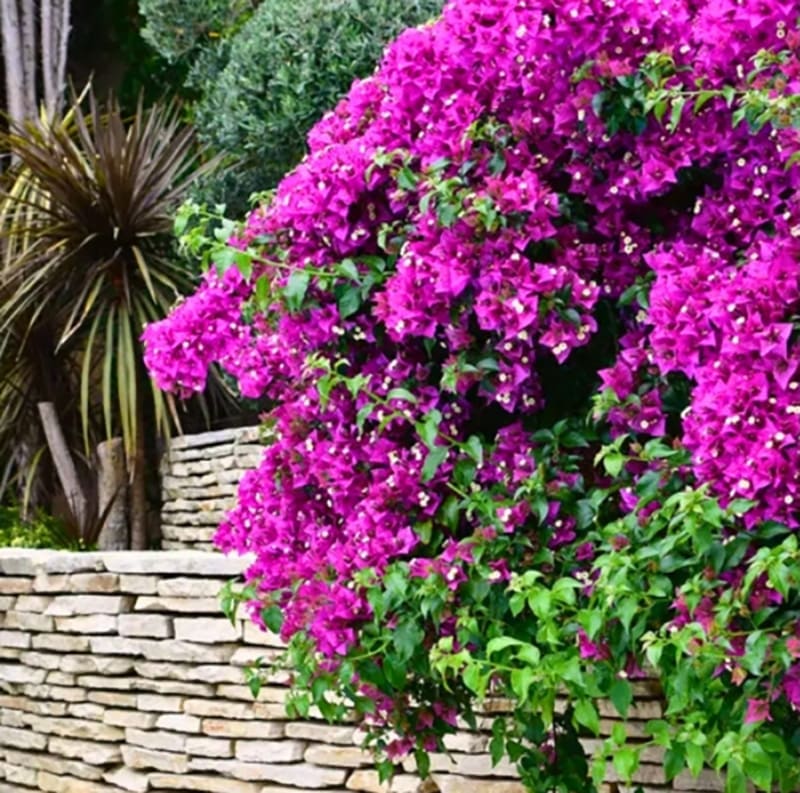 bougainvillier en fleur, Excelsia vente de plantes méditerranéennes vivaces