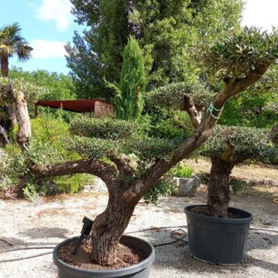 2 oliviers olea europaea en pots chez Excelsia, Isère, Drôme