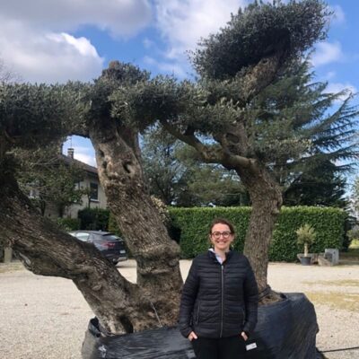olivier centenaire à 3 troncs chez Gaia paysage vente olivier drome isère