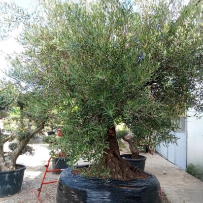 olivier centenaire par excelsia, vente olea europaea