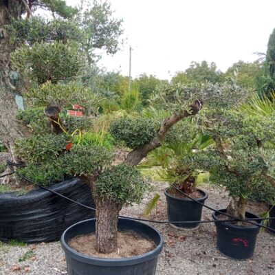 plusieurs oliviers centenaires chez Excelsia drôme isère et vente plantes méditerrannéennes vivaces.