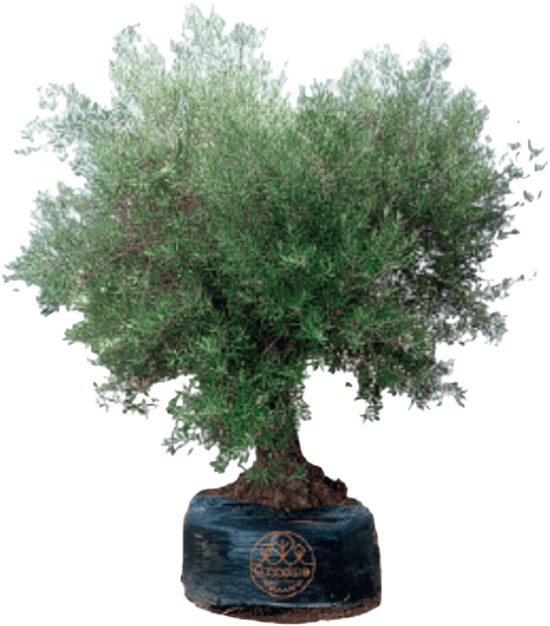 Excelsia, vente olivier Drôme - Isère olea europaea