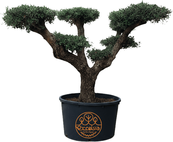 Vente olivier Drôme - Isère olea europaea avec Excelsia