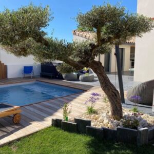 planter un olivier au bord d'une piscine par Excelsia en Drôme Isère