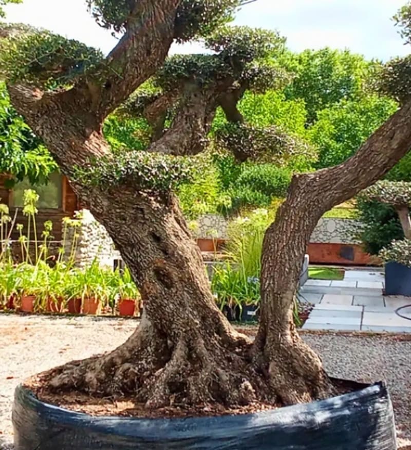 tronc d'oliviers, olea europaea par Excelsia en Drôme et Isère