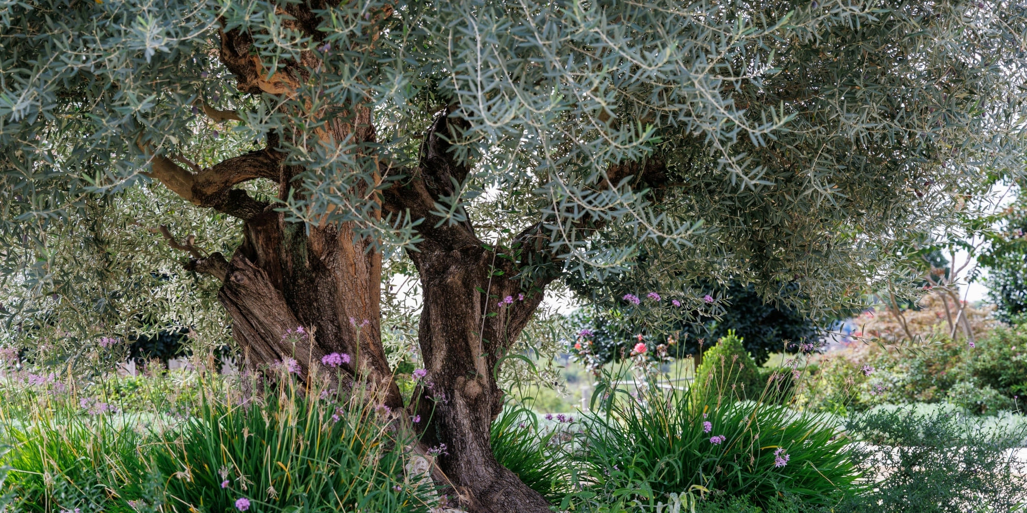 olea europaea centenaire chez Excelsia, drôme isère